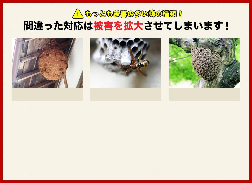 もっとも被害の多いハチの種類!間違った対応は被害を拡大させてしまいます!